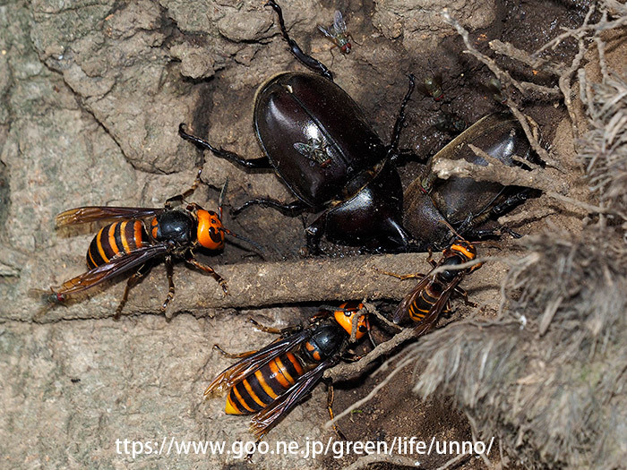 オオスズメバチとカブトムシ
