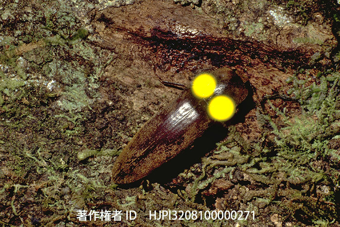 ヒカリコメツキ