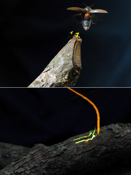 ヒカリコメツキの赤い光