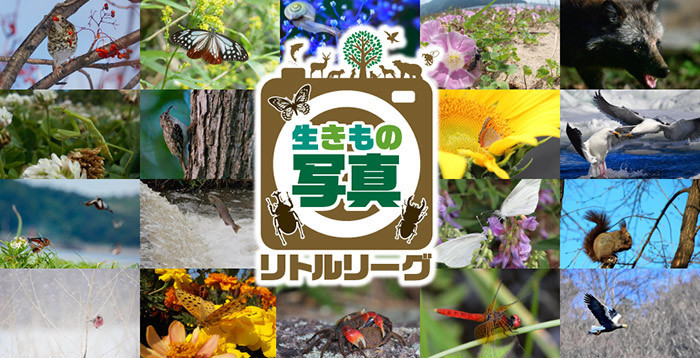 生きもの写真リトルリーグの危機