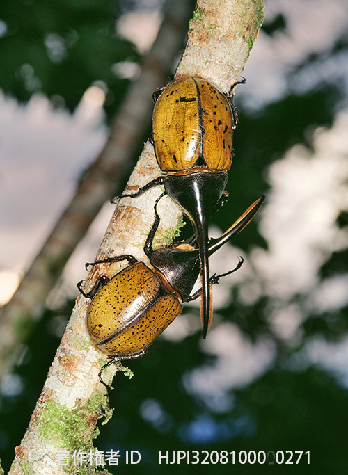 ヘラクレスオオカブト　