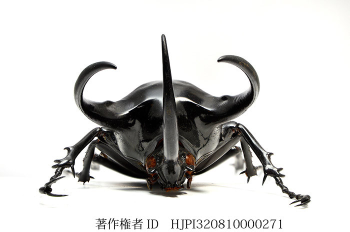 コーカサスオオカブトの白バック深度合成
