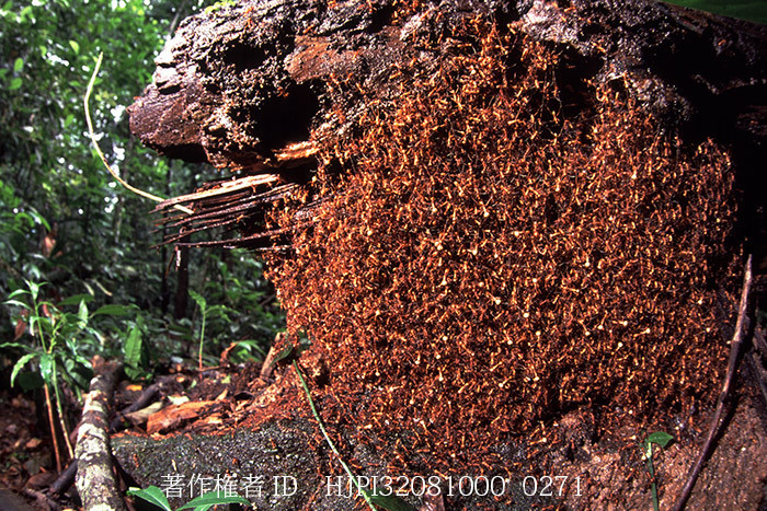 グンタイアリのビバーク