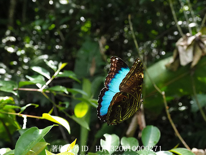 ダイダミアモルフォ