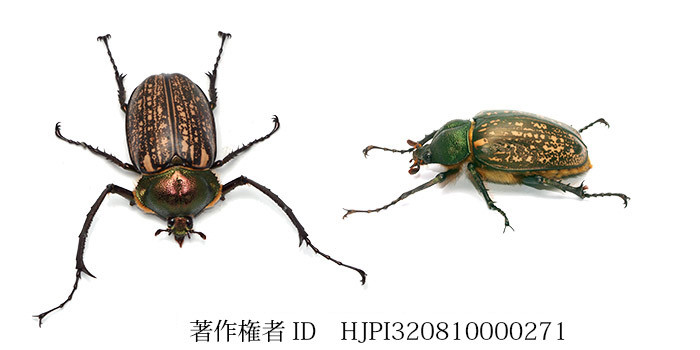 テナガコガネのオスとメス