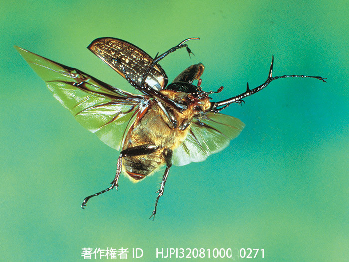 マレーテナガコガネ