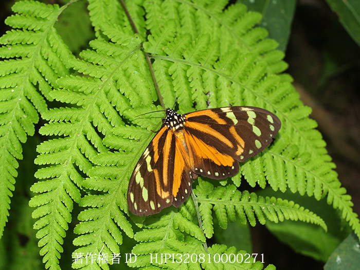 泡を吹くヒトリガの仲間