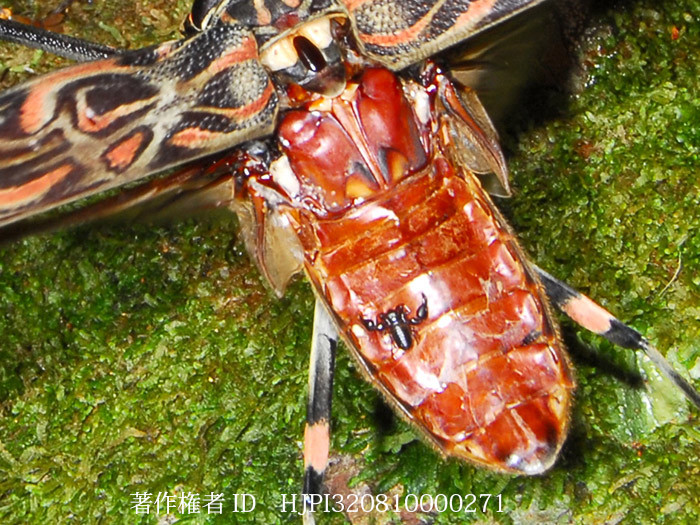 テナガカミキリの背中に乗るカニムシ