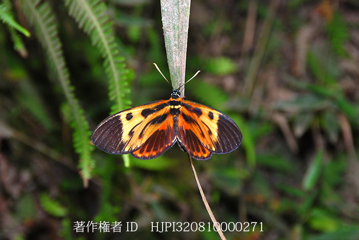 ドクチョウモドキ　Duboisvalia