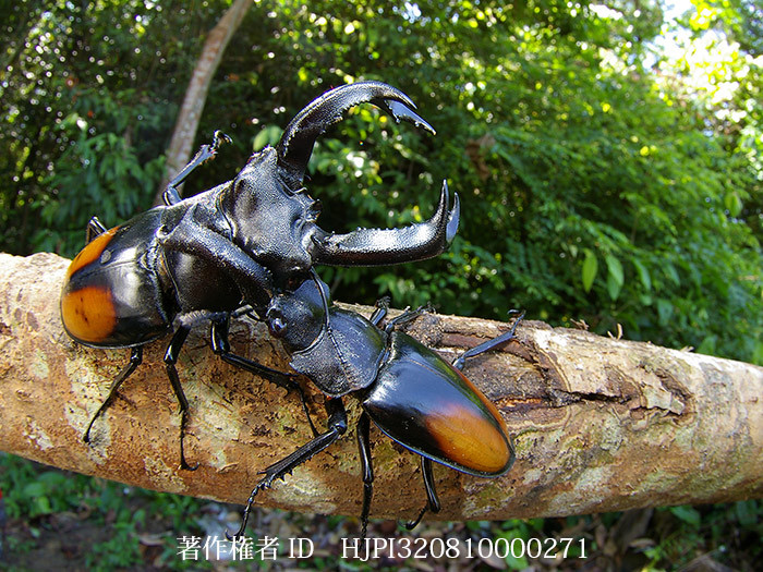 セアカフタマタクワガタ