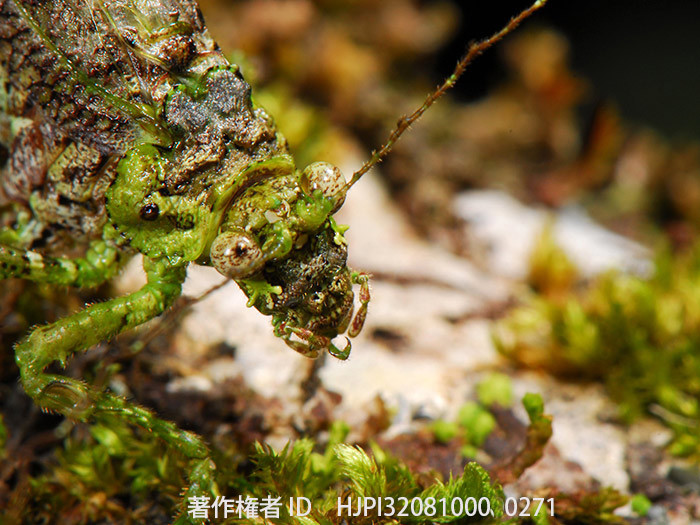 コケツユムシの顔　Lichen Katydid 　Anaphidna sp.
