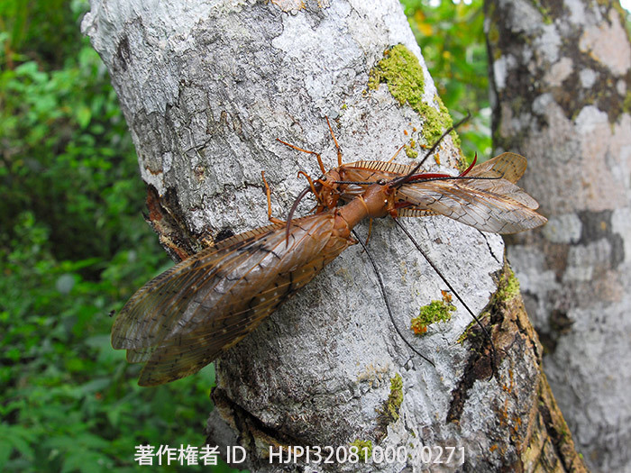オオアゴヘビトンボの闘い