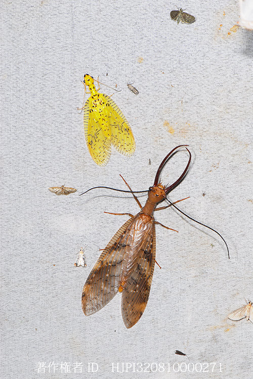灯りに飛来するオオアゴヘビトンボ
