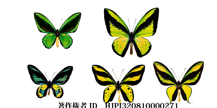 トリバネアゲハの仲間