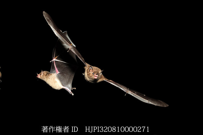 蜜を吸うコウモリ　Pallas's long-tongued bat