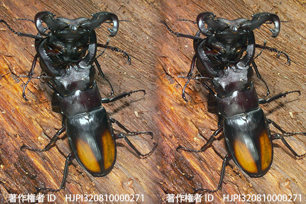 セアカフタマタクワガタの喧嘩の3D写真