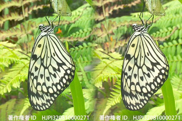 オオゴマダラの3D写真