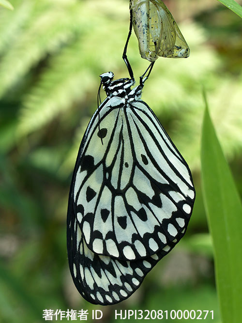オオゴマダラの羽化