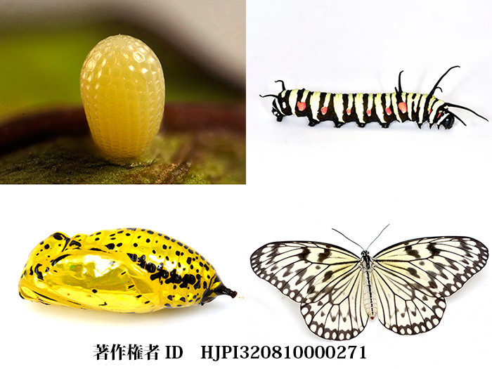 オオゴマダラの一生