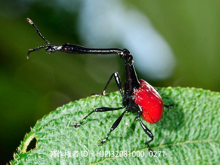 首が長いキリンクビナガオトシブミ