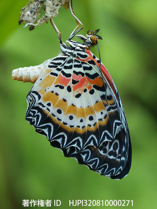 キアネハレギチョウハレギチョウの羽化