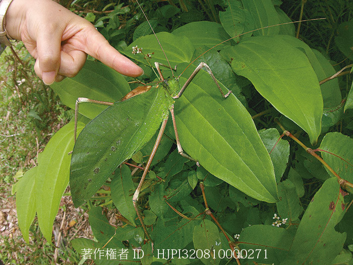 アシナガオオコノハギス