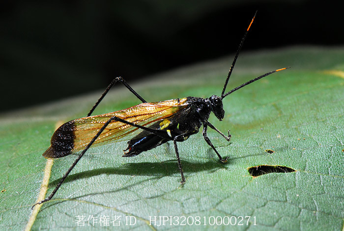 ハチに似たツユムシ（ハチモドキギス）