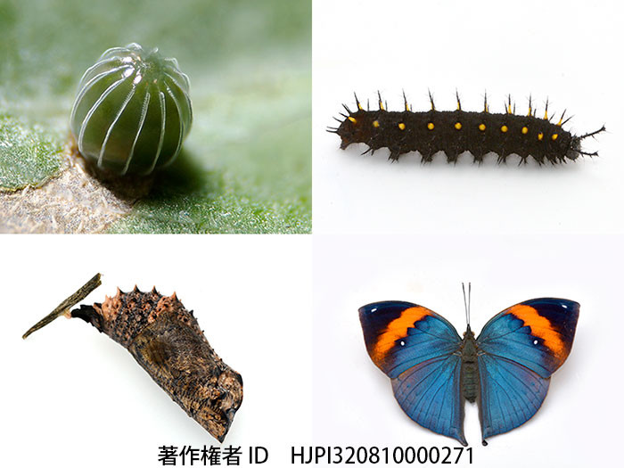 マレーコノハチョウの一生