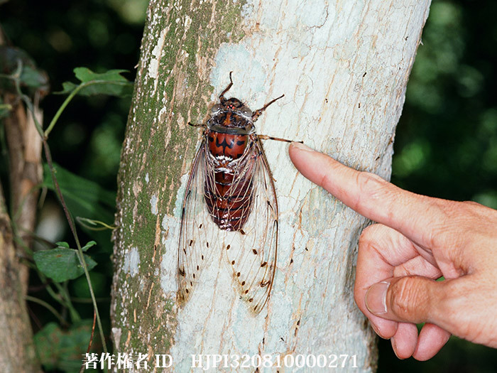 世界最大のテイオウゼミ