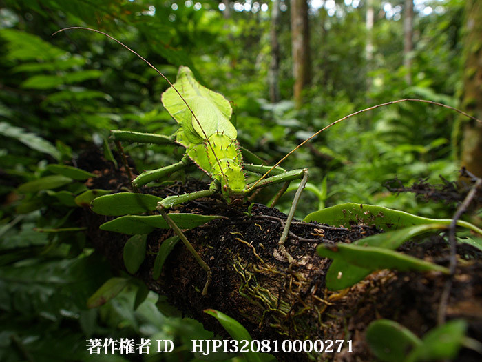 世界最重量級のサカダチコノハナナフシ