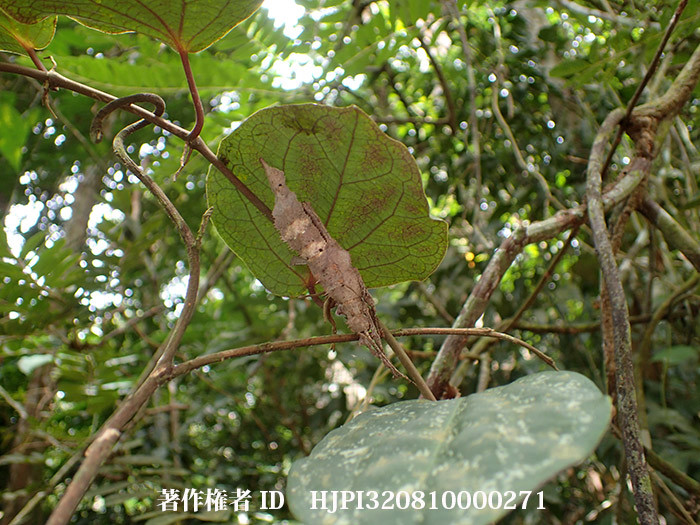 サカダチコノハナナフシの幼虫