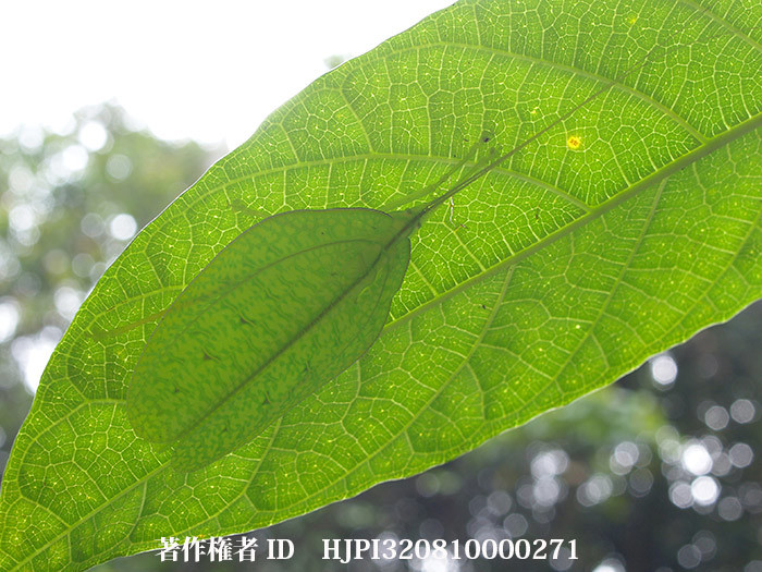 ヒラタツユムシ