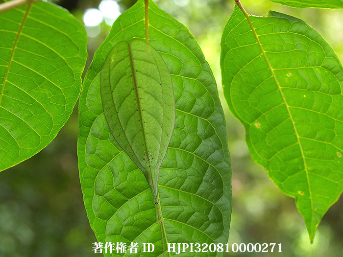 かくれんぼ上手なヒラツユムシの仲間