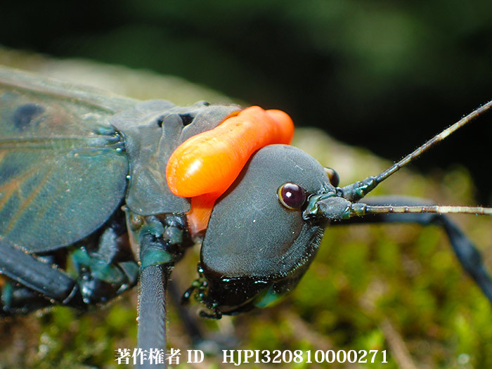 気色が悪いアカエリギス