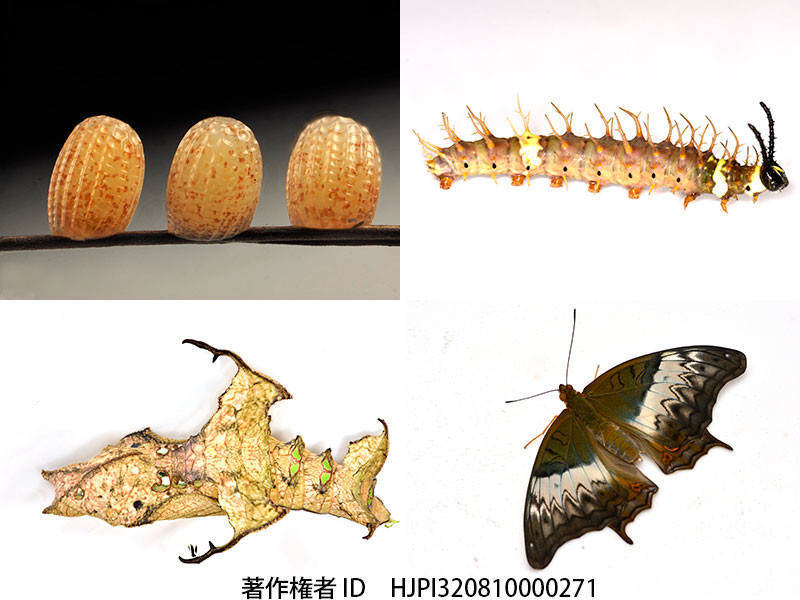 チャイロタテハの一生