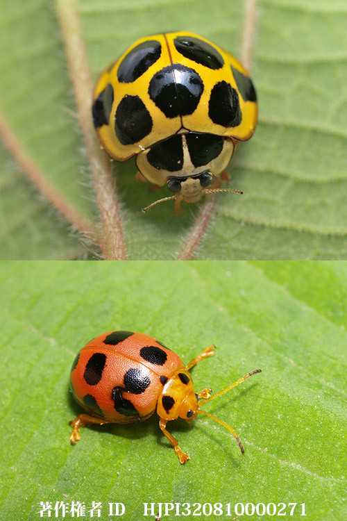 テントウムシに似たハムシ