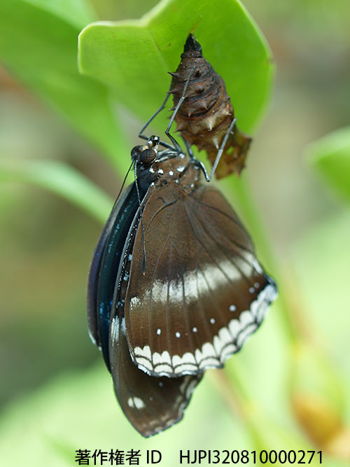 リュウキュウムラサキの羽化