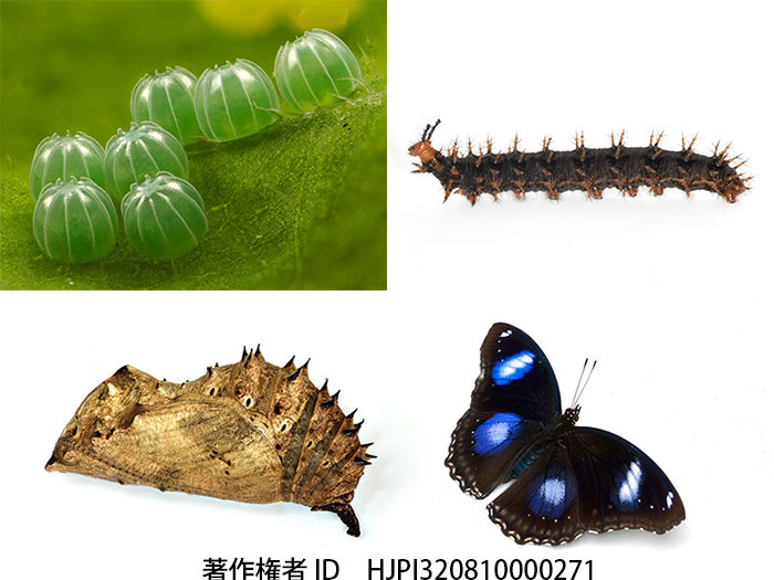 リュウキュウムラサキの一生