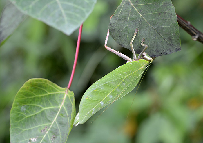 葉にそっくりなツユムシの仲間