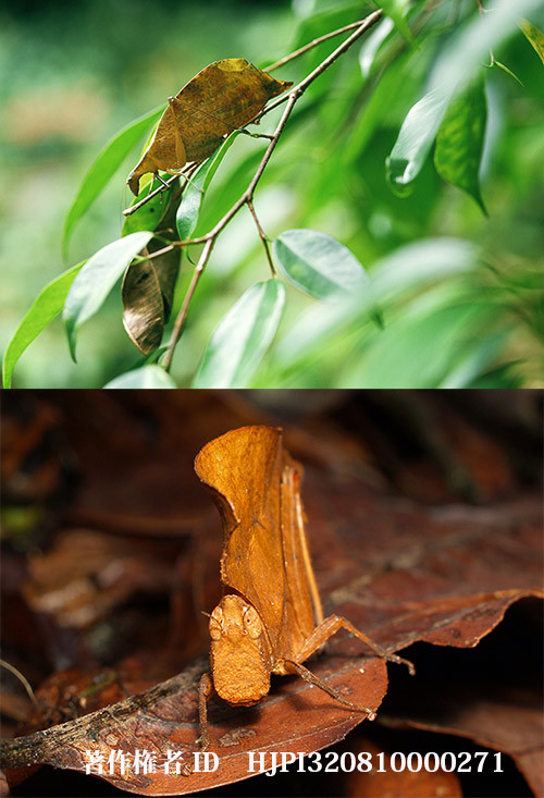 枯葉によくにたツユムシとバッタ