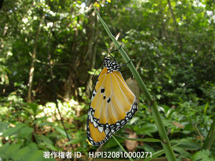 カバマダラの羽化