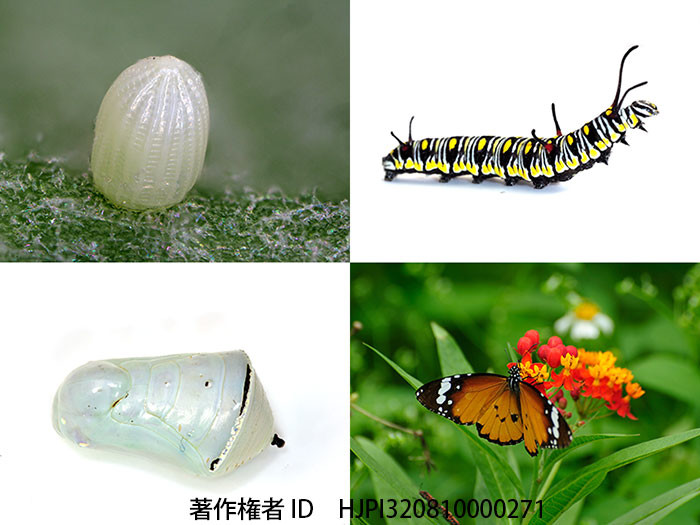 カバマダラの一生