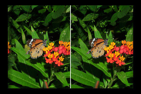 カバマダラの3D写真