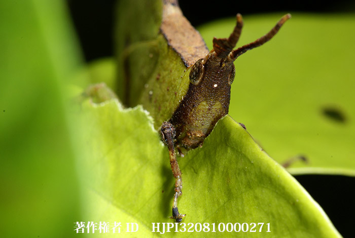 葉を食べるコノハバッタ