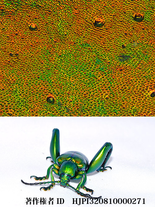 オオモモブトハムシ