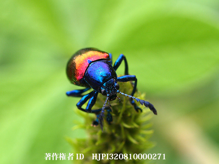 ハムシに似たゴミムシダマシ