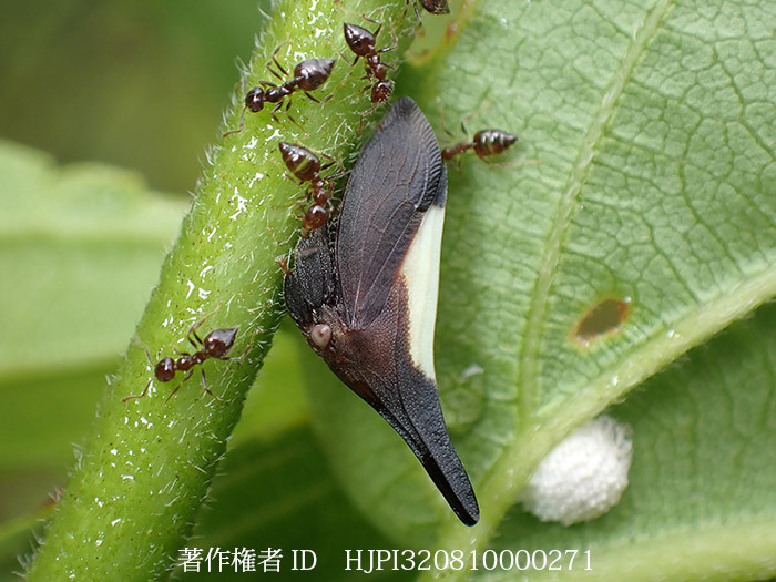 ツノゼミとアリ