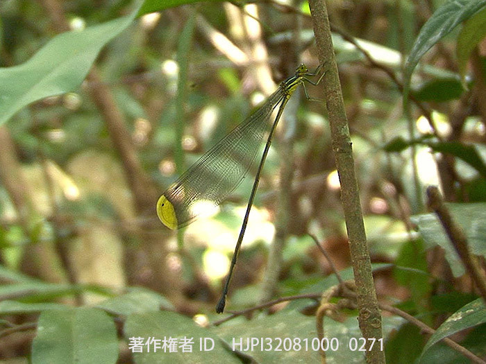 ハビロイトトンボ