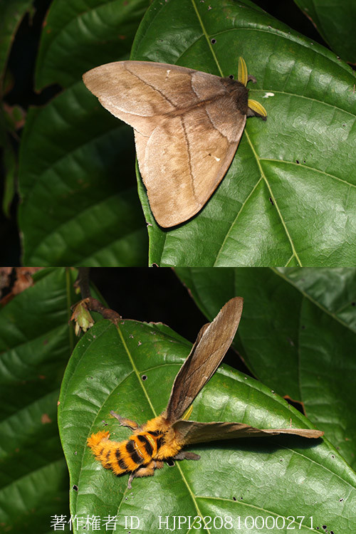 虎の威を借りるトラフヤママユ