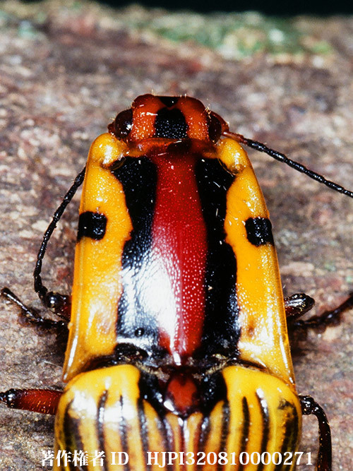 ジンメンコメツキ